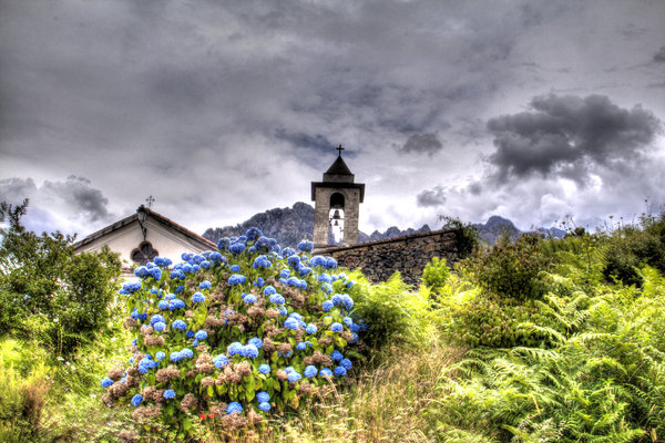 fleurs-bleue-corse.jpg