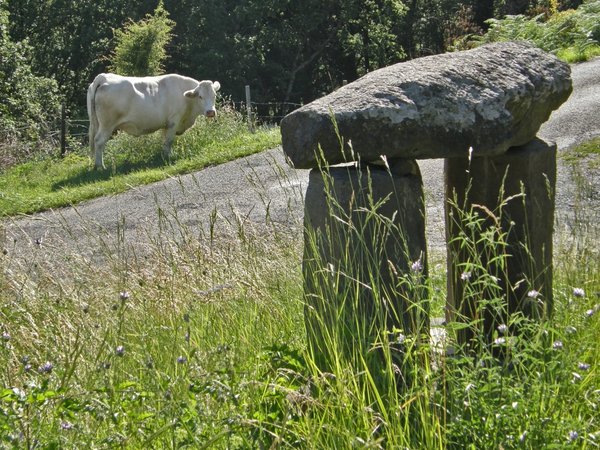 vache-menhir2_PhotoRedukto.jpg