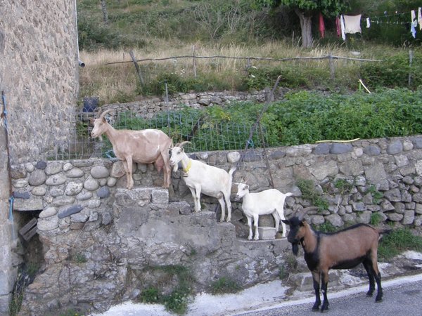 chevres_PhotoRedukto.jpg
