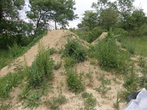 P5260040_PhotoRedukto.jpg (581.34 Kio) Vu 2 fois P5260040_PhotoRedukto.jpg